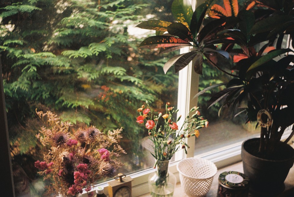 Flowers on a windowsill, looking out into a small garden.